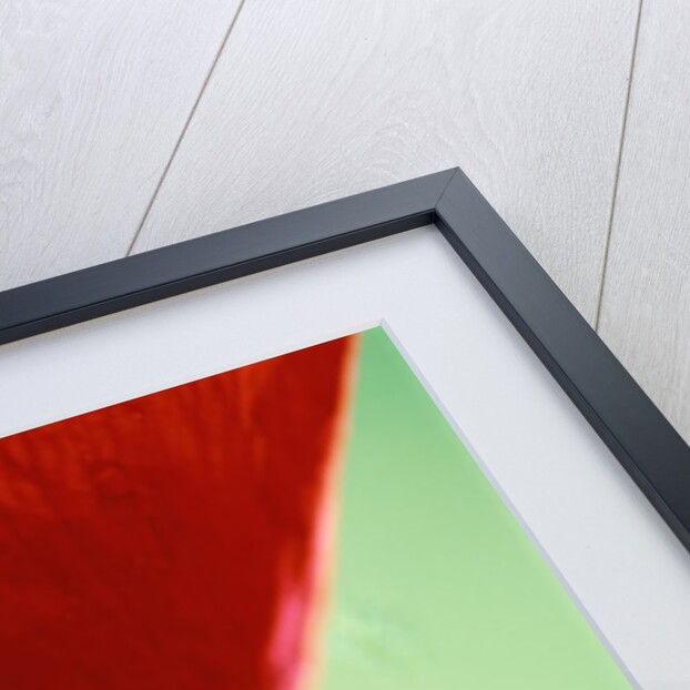 Ladybird Poppies in Bloom by Anonymous