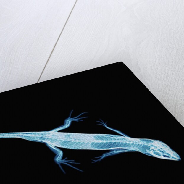 X-Ray of Lizard by Anonymous