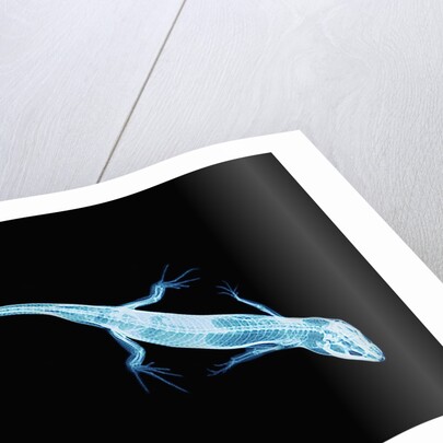 X-Ray of Lizard by Anonymous
