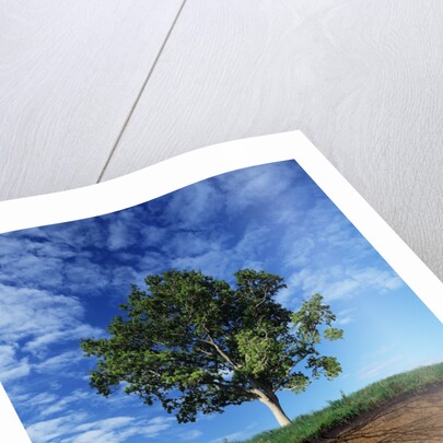 Tree and Root System by Anonymous