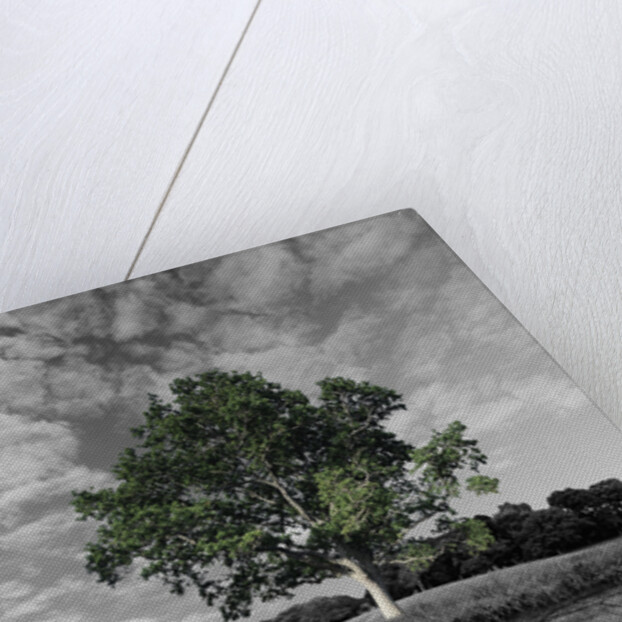 Tree, and Root System by Anonymous