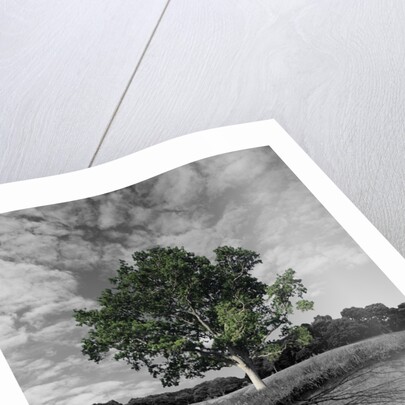 Tree, and Root System by Anonymous