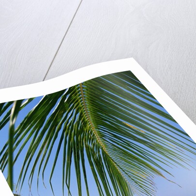 Deck Chairs on Beach by Anonymous