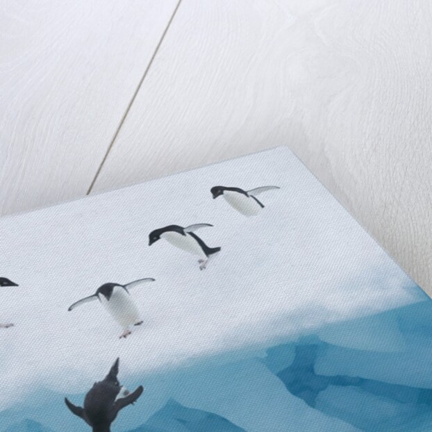 Penguins Jumping into Water by Anonymous