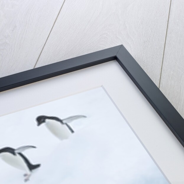 Penguins Jumping into Water by Anonymous