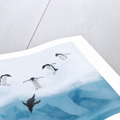 Penguins Jumping into Water by Anonymous