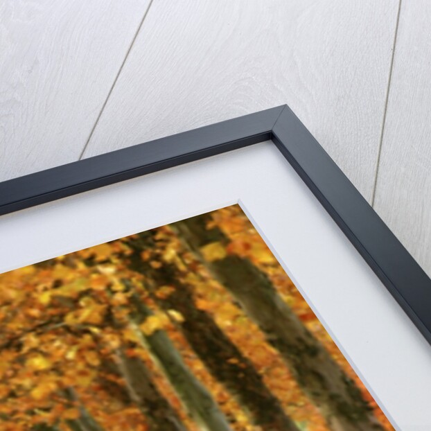 Sycamore Trees in Autumn by Anonymous