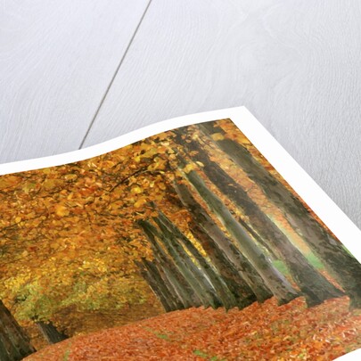 Sycamore Trees in Autumn by Anonymous
