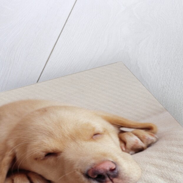 Sleeping Labrador Puppy by Anonymous