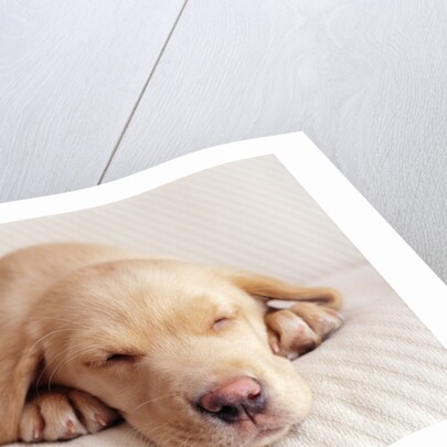 Sleeping Labrador Puppy by Anonymous