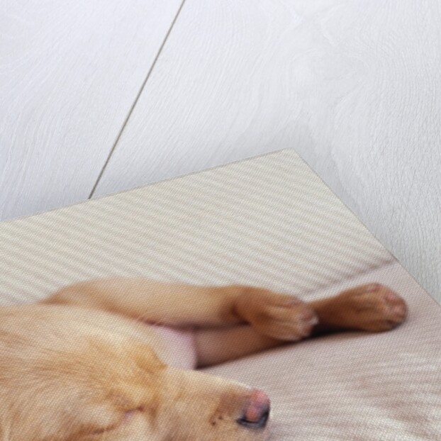 Sleeping Labrador Puppy by Anonymous