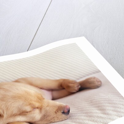 Sleeping Labrador Puppy by Anonymous