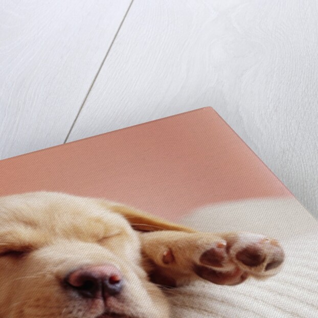 Sleeping Labrador Puppy by Anonymous
