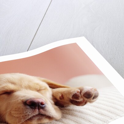 Sleeping Labrador Puppy by Anonymous