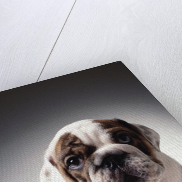 English Bulldog Puppy by Anonymous