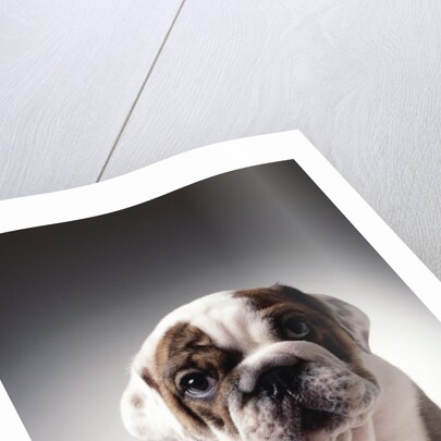 English Bulldog Puppy by Anonymous