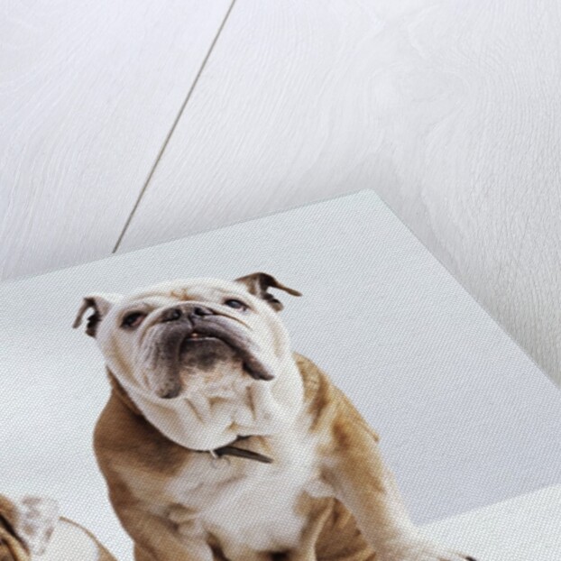 English Bulldog with Puppy by Anonymous