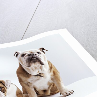 English Bulldog with Puppy by Anonymous