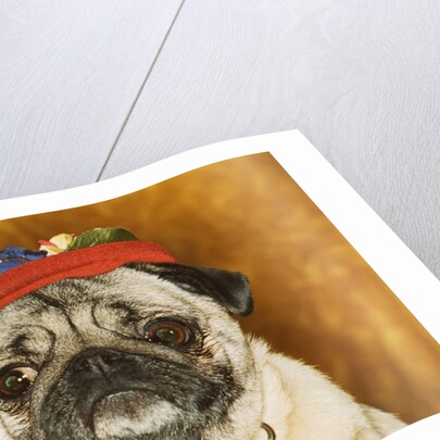 Pug Wearing Floral Hat by Anonymous