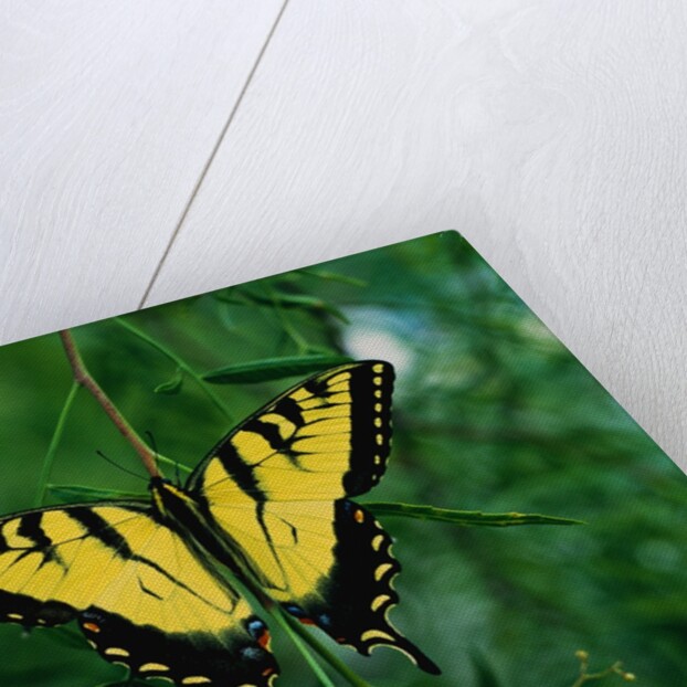 Tiger Swallowtail Butterfly by Anonymous