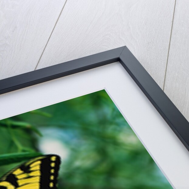 Tiger Swallowtail Butterfly by Anonymous