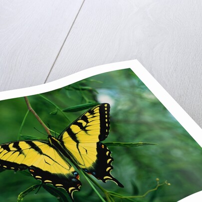 Tiger Swallowtail Butterfly by Anonymous