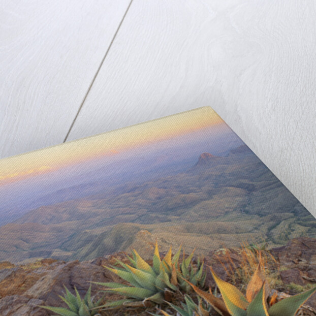 Agaves Growing in Chisos Mountains by Anonymous
