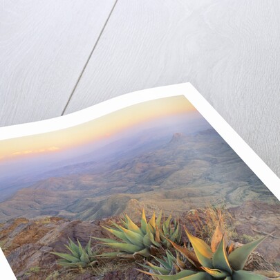 Agaves Growing in Chisos Mountains by Anonymous