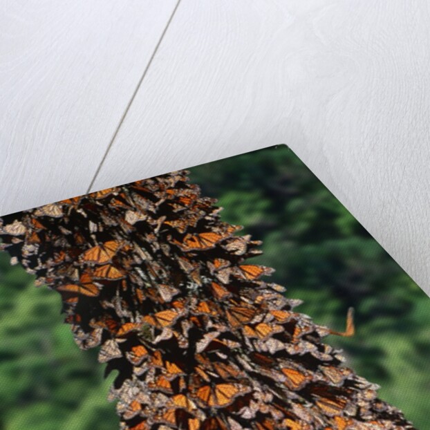 Monarch Butterflies by Corbis