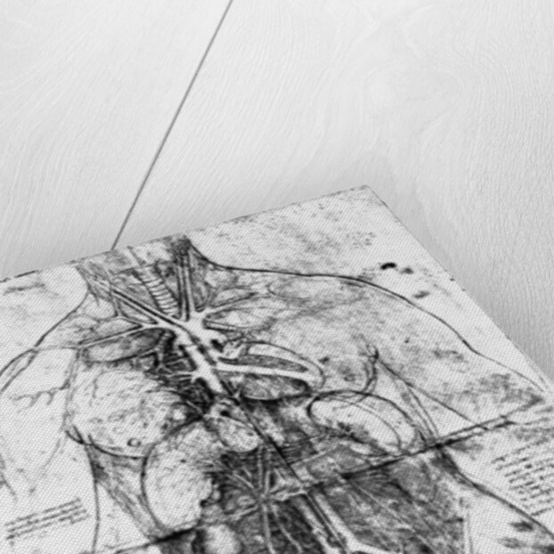 Drawing of an anatomical study by Leonardo da Vinci