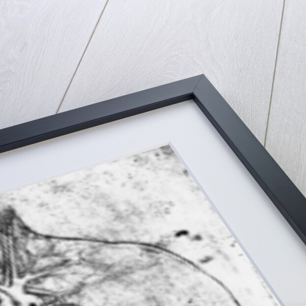 Drawing of an anatomical study by Leonardo da Vinci