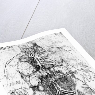 Drawing of an anatomical study by Leonardo da Vinci