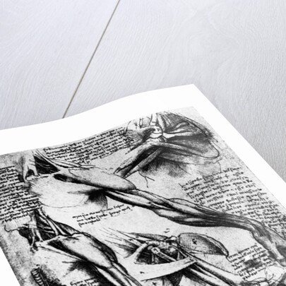 Drawing Studies of Arms, Hands, and Feet by Leonardo da Vinci