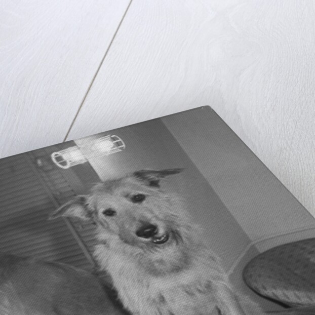 Sandy the Dog, from "Annie" by Anonymous