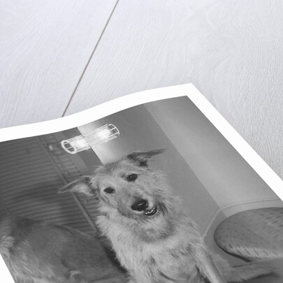 Sandy the Dog, from "Annie" by Anonymous