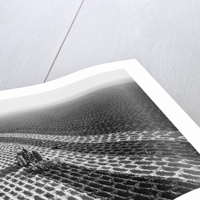 John Deere Model "G" Tractor In Field by Anonymous