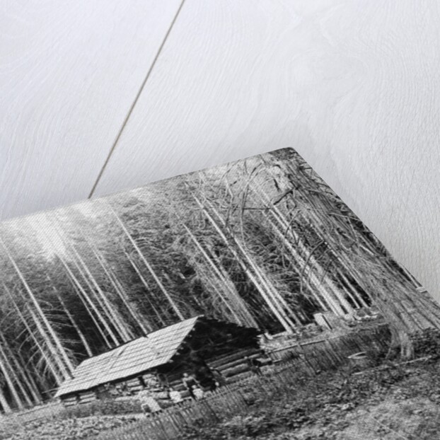 Homesteader In Home In Forest by Anonymous