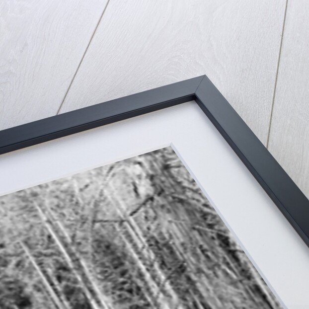 Homesteader In Home In Forest by Anonymous