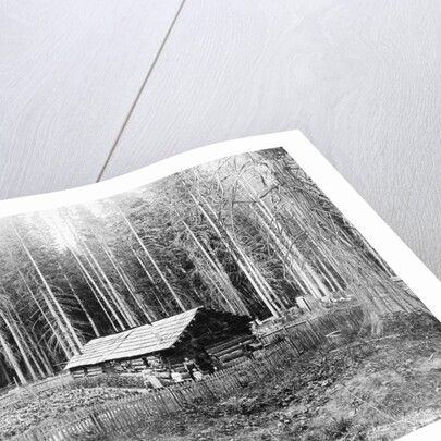 Homesteader In Home In Forest by Anonymous