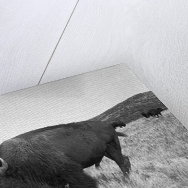 Bison in Wildlife Refuge by Anonymous