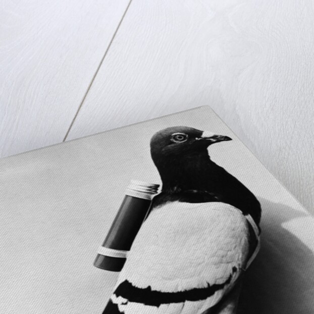 U.S. Army Carrier Pigeon by Anonymous