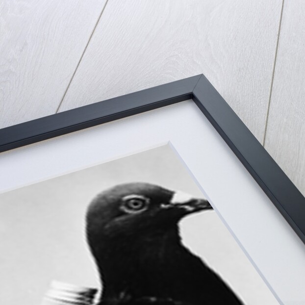 U.S. Army Carrier Pigeon by Anonymous