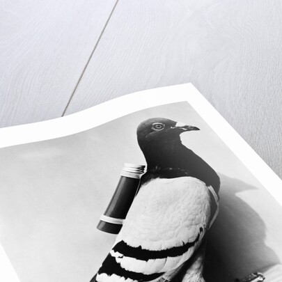 U.S. Army Carrier Pigeon by Anonymous