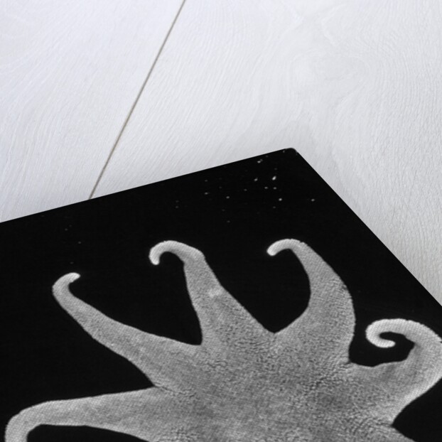 Northern Sun Star (Solaster endeca) by Anonymous