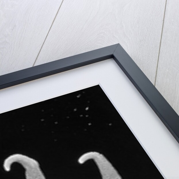 Northern Sun Star (Solaster endeca) by Anonymous