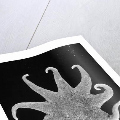 Northern Sun Star (Solaster endeca) by Anonymous