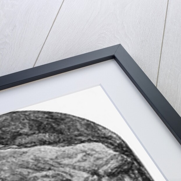 Mule Pulls Cart Thru Ca Gold Mine: Illus by Anonymous