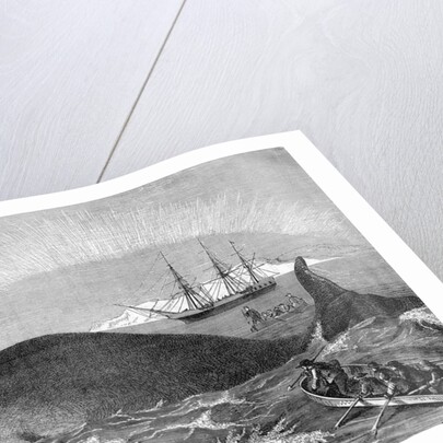 Illustration of Men Attacking Whale with Hand Harpoon by Anonymous