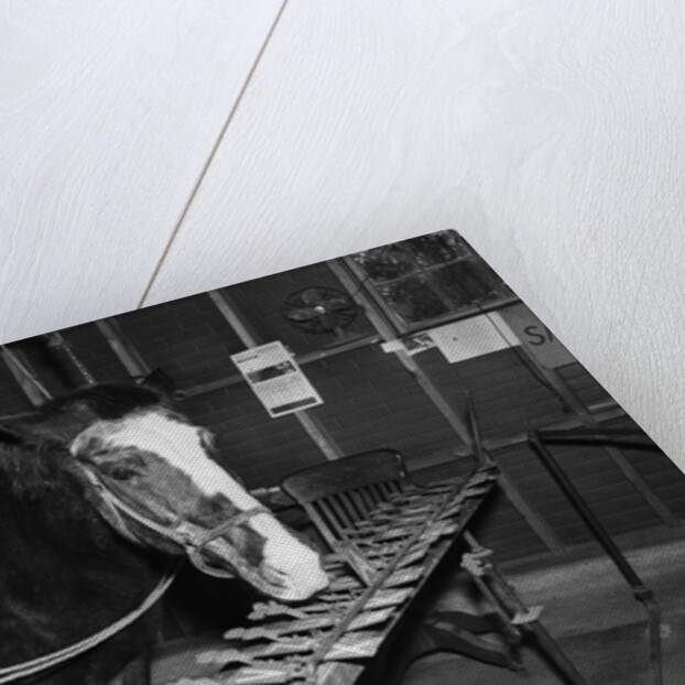 Lady Wonder The "Talking Horse" by Anonymous