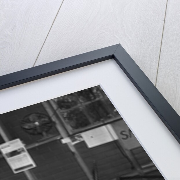 Lady Wonder The "Talking Horse" by Anonymous